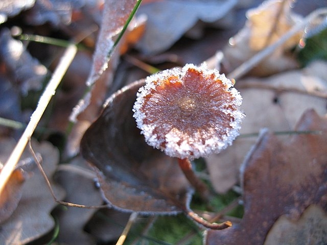 2007 11 Etangs de Hollande 15